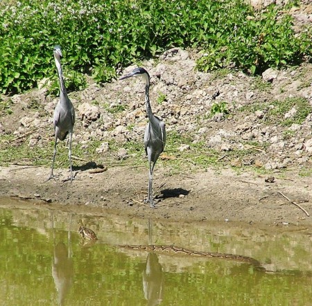 Python stalking Black Necked Herons Abuko Gambia